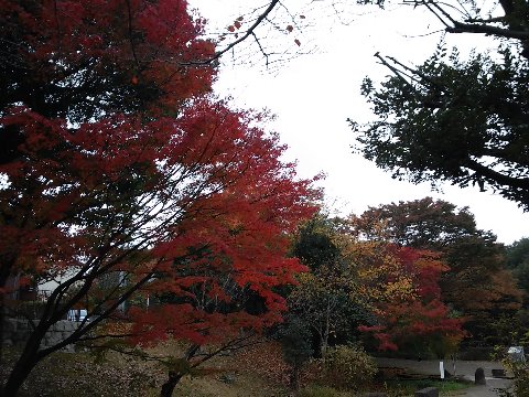 緑道の紅葉。