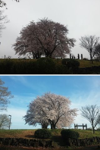 TR2ECの公園めぐり企画(花見RUN)