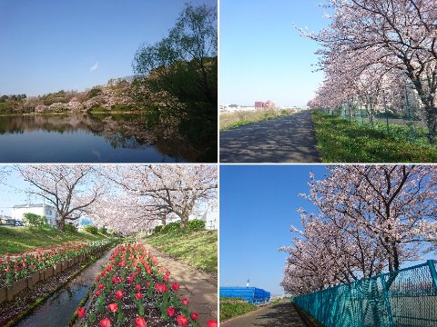 緑道ぐるぐる。今週もみんな花見RUNに行