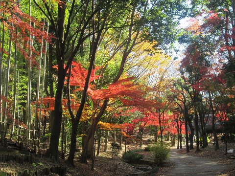 緑道の紅葉は今が良い感じですよー!