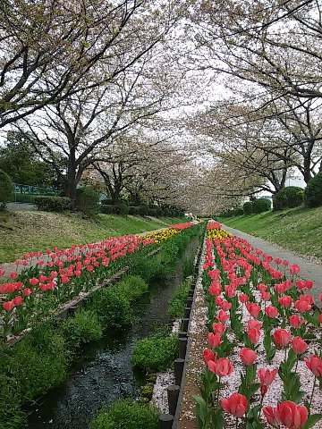 桜はもう終わりかけ、チューリップは満開。