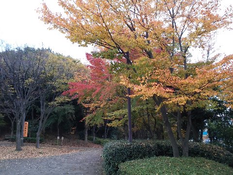 見頃は来週～再来週 でしょうか。
