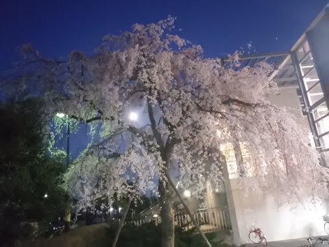 夜はこんな感じ。真ん中で光っているのが月。(地区センター、明る過ぎ^^;)