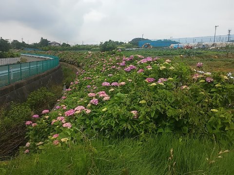 朝RUN。今日ものんびり。大熊川の紫陽花