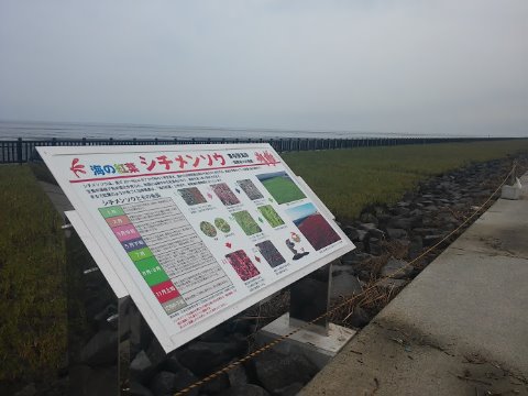 干潟よか公園。11月になると「シチメンソウ」が真っ赤に染まるらしい。
