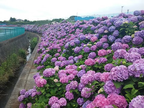 朝RUN。適当に走っていたら あじさい群