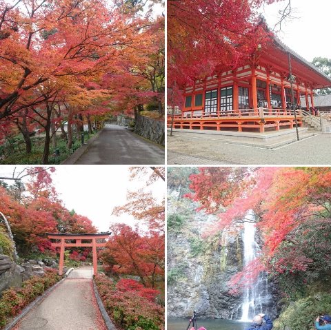 紅葉RUN 22.9km。千里中央駅に荷