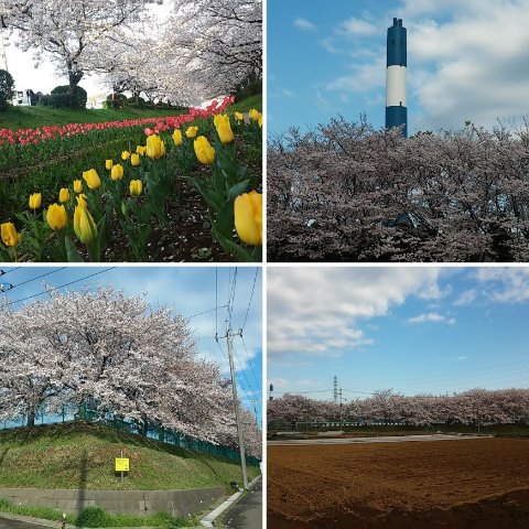 東方町周辺の桜たち