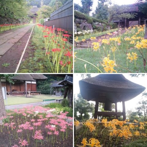 5:20頃の西方寺。誰も居なかった。