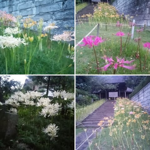 ヒガンバナの開花状況偵察