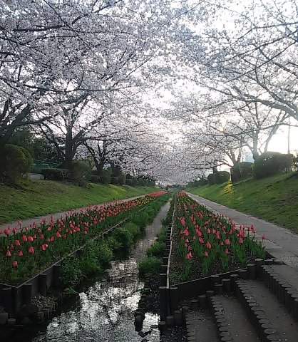 今年は桜の開花が早いのでチューリップが追い付いていませんね^^;