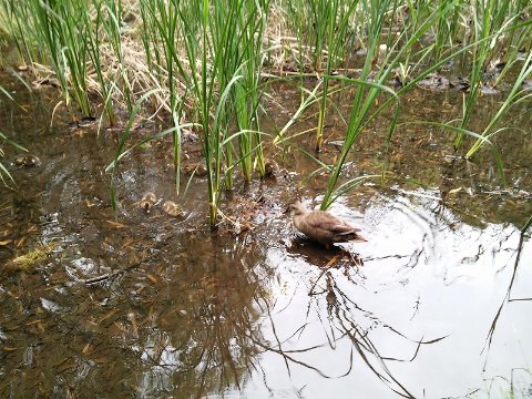 せせらぎ公園の子ガモたち。
