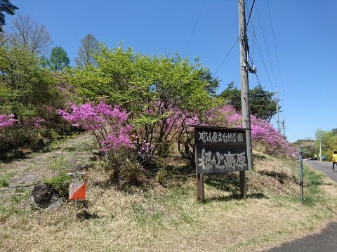 根の上高原つつじまつり大会