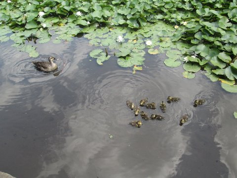 鴨の赤ちゃんを見るため、昼過ぎに子供たちと緑道に出直し。11匹。