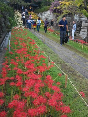 緑道ぐるぐる36km。みっちぃさんのご希