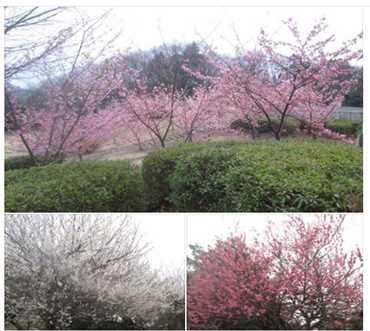 緑道沿いの河津桜、白梅、紅梅(桃か?)