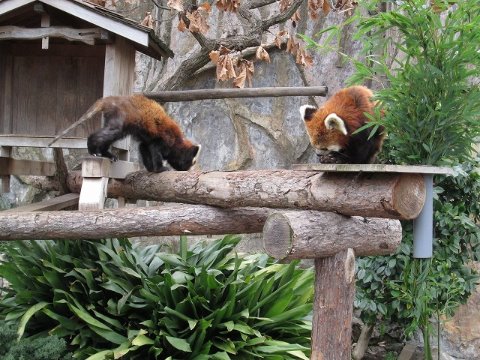横浜マラソンの受付ついでに子供たちもみなとみらいに連れて行ったら、野毛山動物園にまで行くハメになってしまいました。寒かった。。。