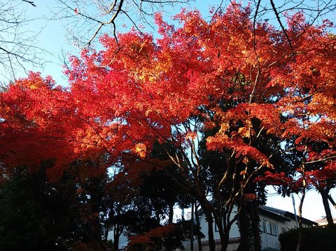 緑道の紅葉は見頃です☆