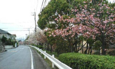 上の道に上がってみた。