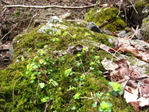 立ち猫の目草。小さくてかわいい。黄色いところがお花で、猫の目みたいなので、だそうです。