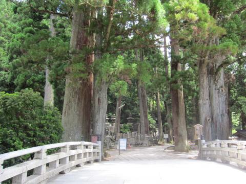 奥の院参道入り口。なかなか壮観な木がいっぱいです。