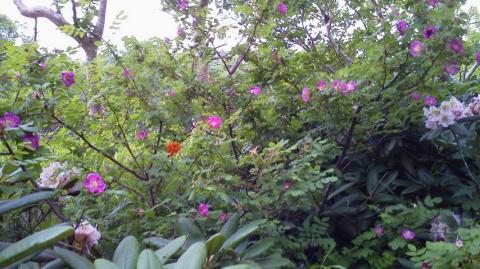 5合目に近づくと、お花などもきれいに咲いています。薄いピンクはしゃくなげ。