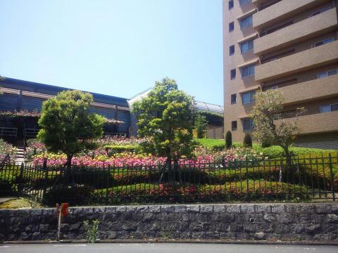バラが満開でした!バラ園めぐりもいいな~。