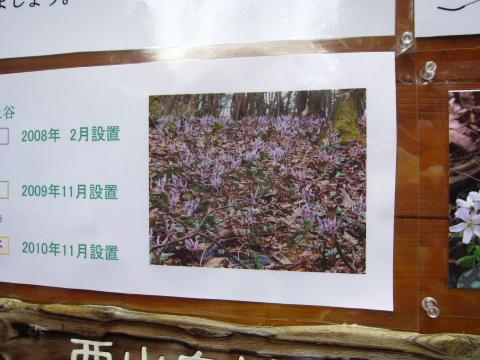 カタクリの花一面に咲いたとき、だそうです。見たい～