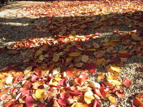 桜の落ち葉。今年は赤や黄色、いろんな色が混じってて、すごくきれいだー。