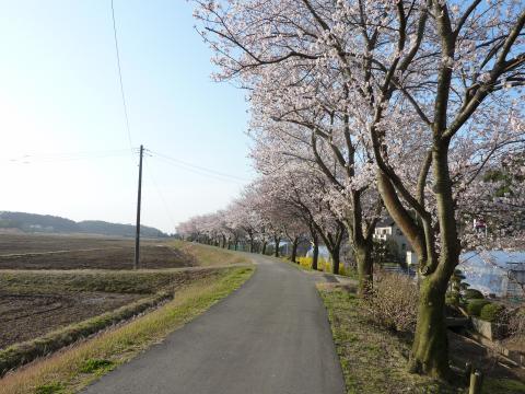 マイコース途中の桜並木、今朝は満開です。この先に牛久沼があります。