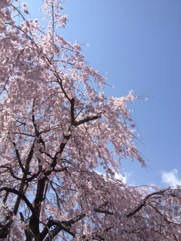 緑道のサクラ
