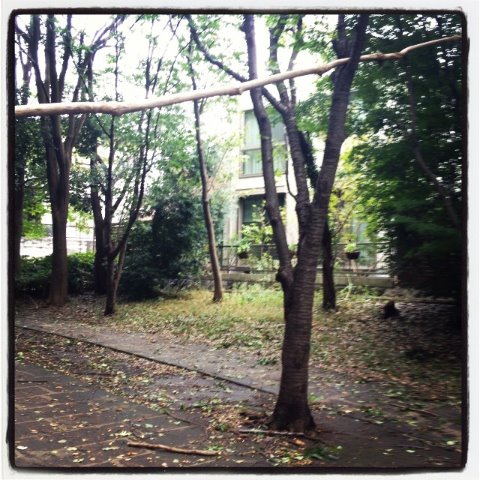 台風一過の緑道jog