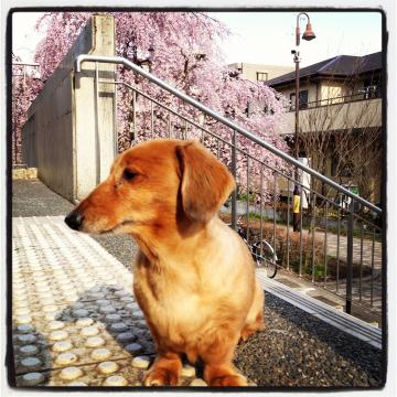 緑道のサクラ