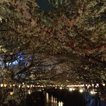 TR2ECお花見!雨の目黒川