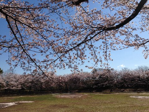山崎公園@緑道