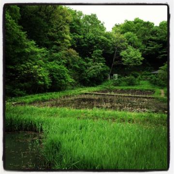 茅ヶ崎公園jog