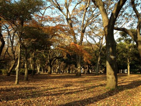 すっかり初冬の代々木公園です!