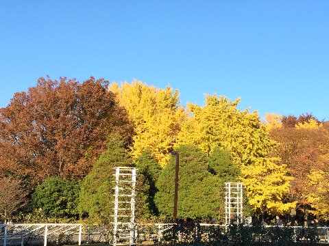 紅葉も終盤の代々木公園