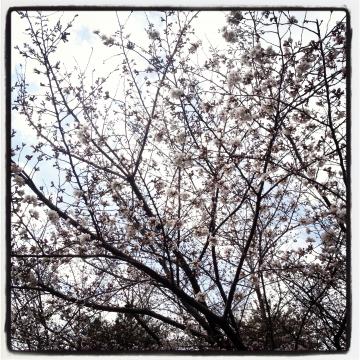 北山田のサクラ