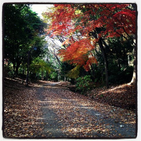 最後の紅葉