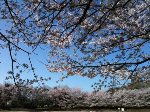 山崎公園