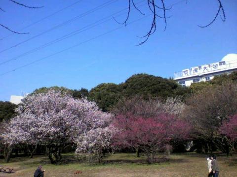 駒沢公園塗りつぶしLSD