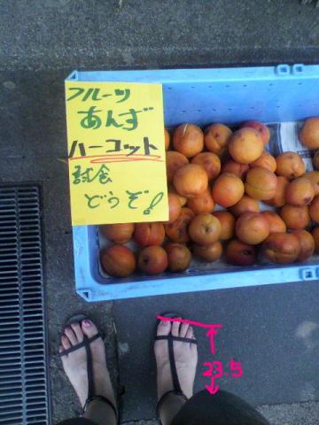 お~!だいしゅき♪あんじゅちゃん♪一番でかいの、頂戴しました♪