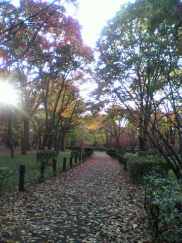 紅葉も綺麗だけど、この落ち葉の敷き詰められた感じも、よろしいがな~
季節のうつろい・・・いいものです。