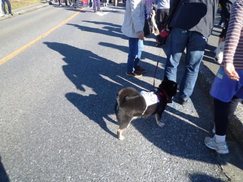 ライバル１
走るわんこ
初めて見ました犬がレースで走ってる