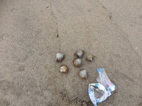 海が荒れた翌日は…　海からの贈り物。ホッキ貝