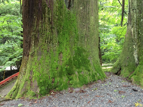 屋久島の縄文杉程じゃないけど…　７００年前って鎌倉時代