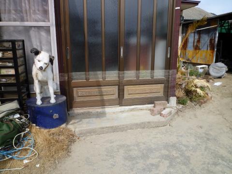 母屋玄関(ボロ家)
すじが付いている所まで海水に浸かる