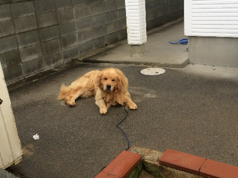 スマホのシャッター音で目を覚ます。 「おれ、賢い番犬」