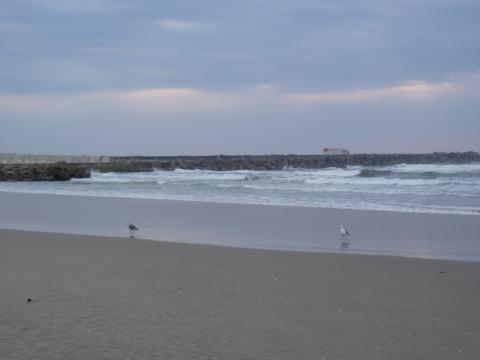 津波で汚れた海岸だけど”かもめ”が戻ってきました。